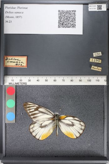 Media type: image;   Entomology 131781